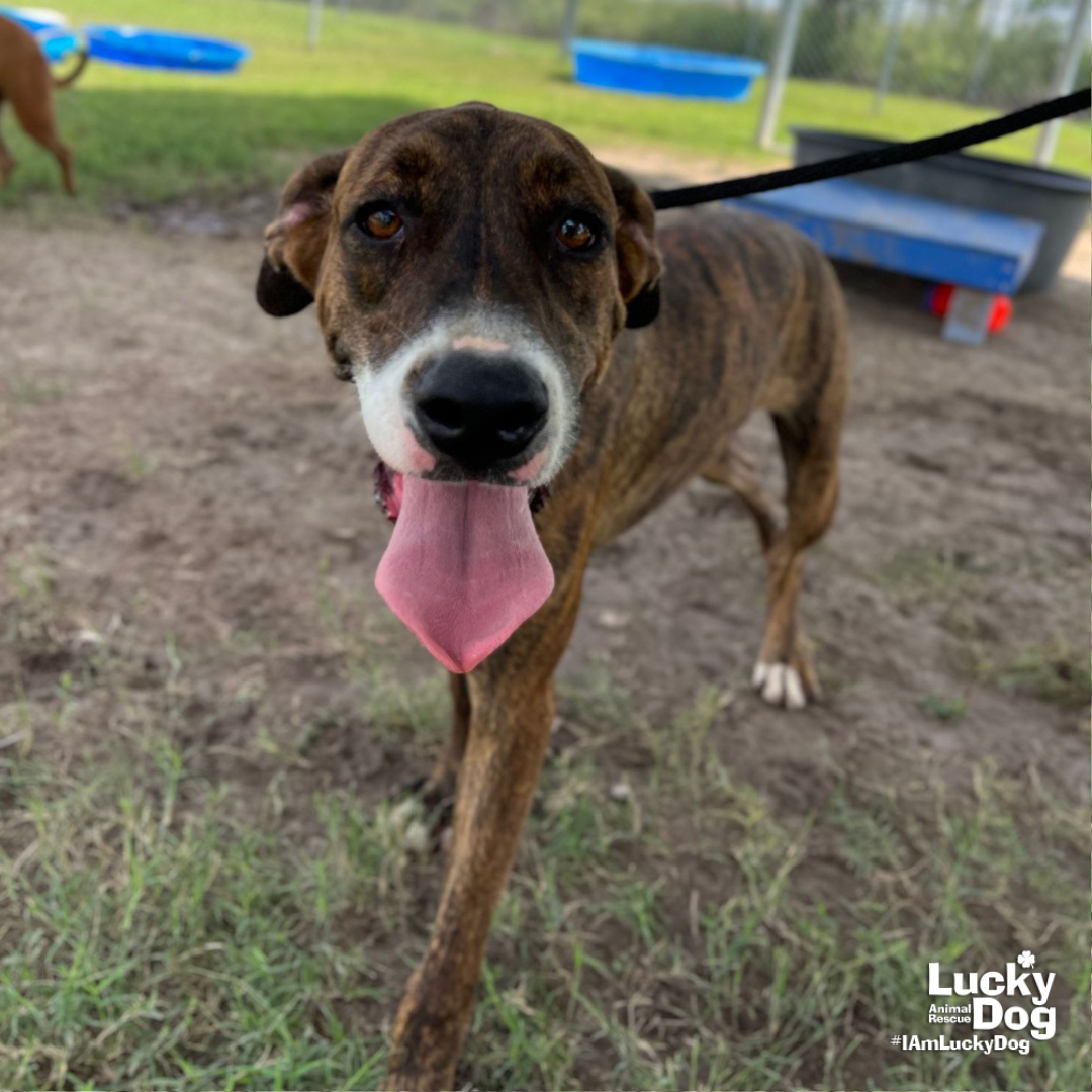 Florence - Boxer
