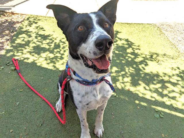 MOZZI - Cattle Dog