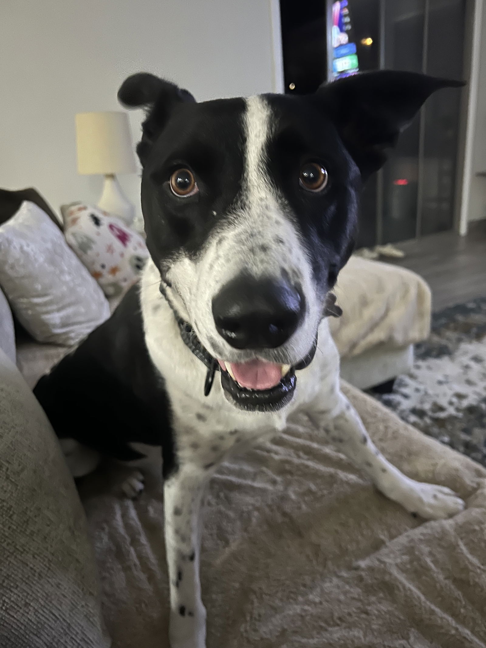 MOZZI - Cattle Dog