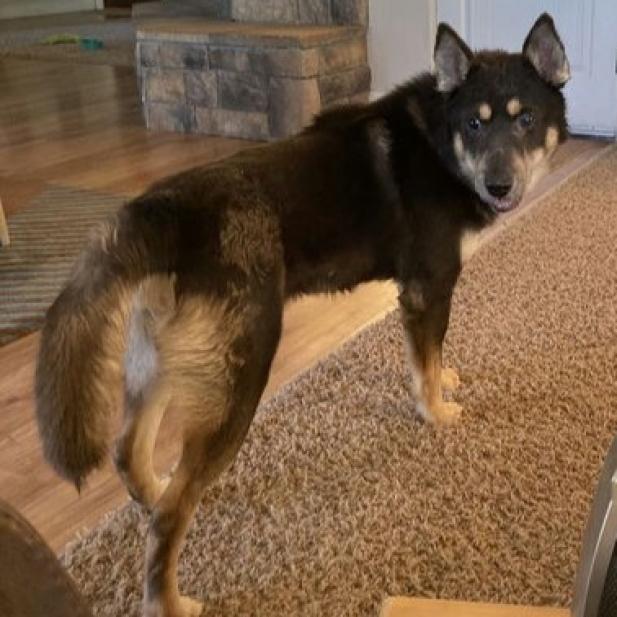 Wormwood - Husky