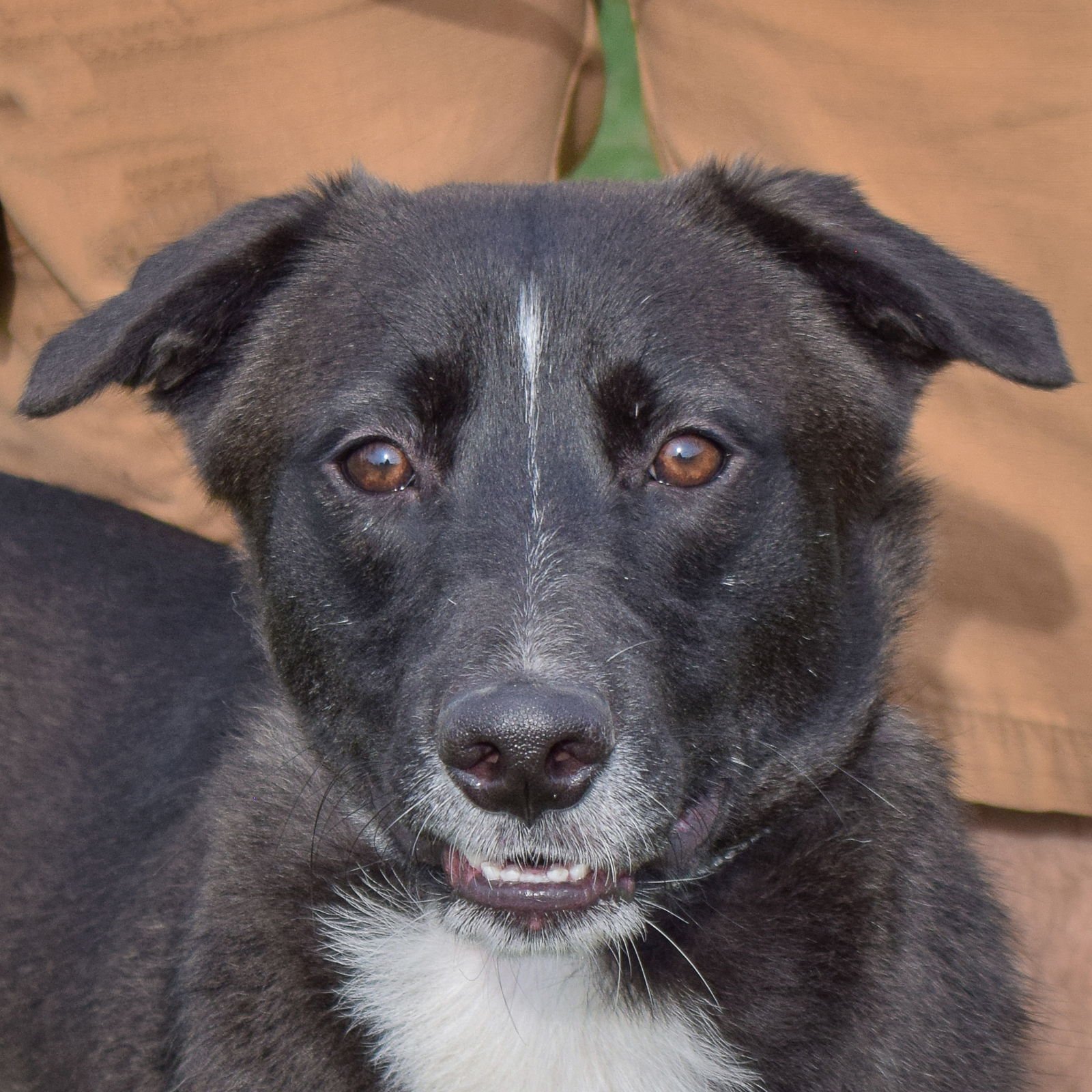 Bianco - Border Collie