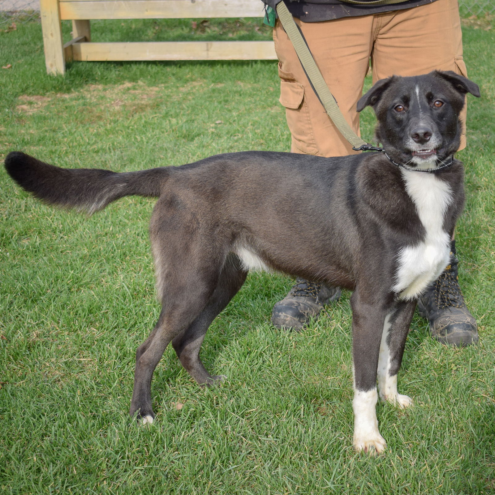 Bianco - Border Collie