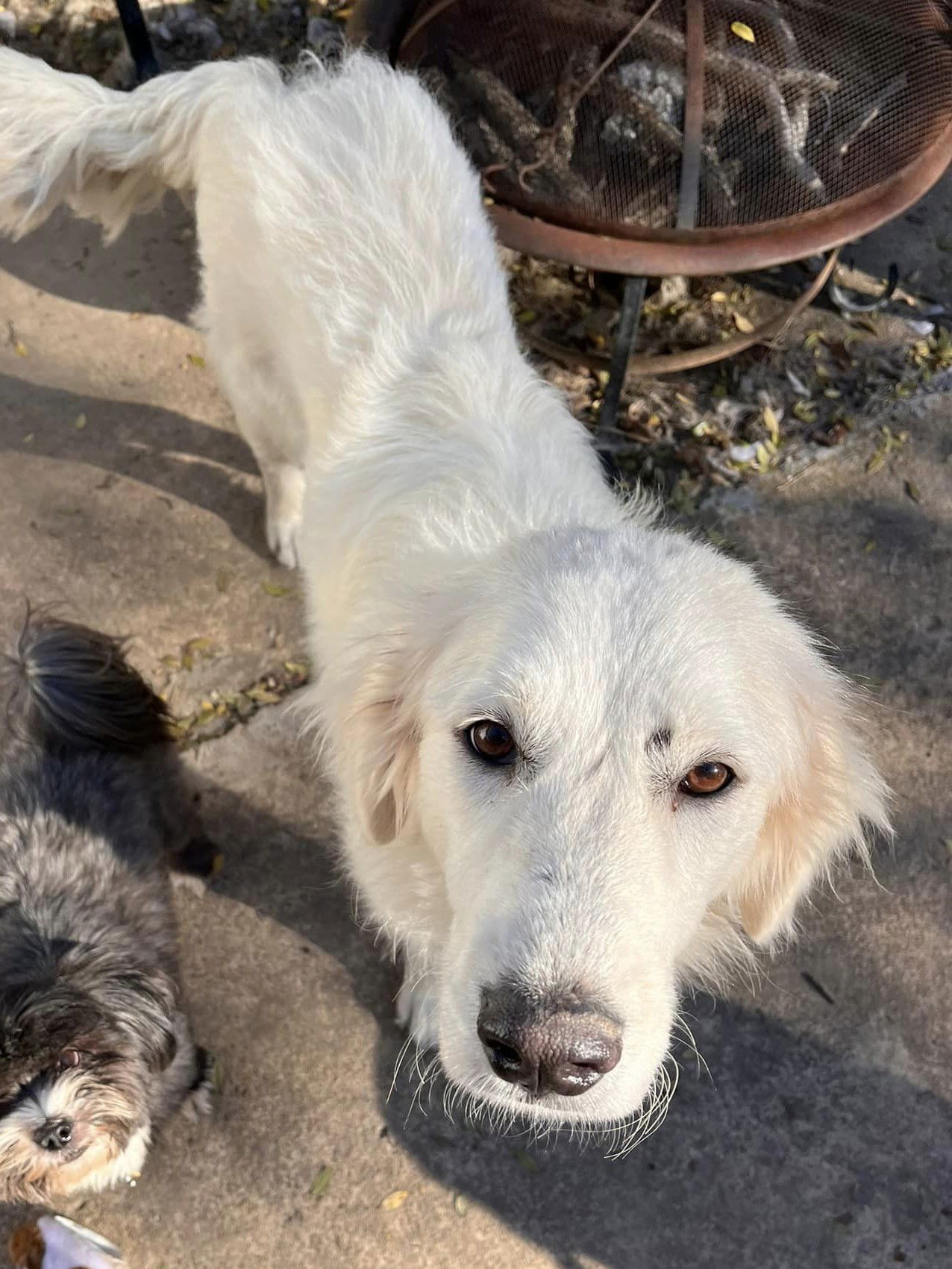 Rosemary - Great Pyrenees