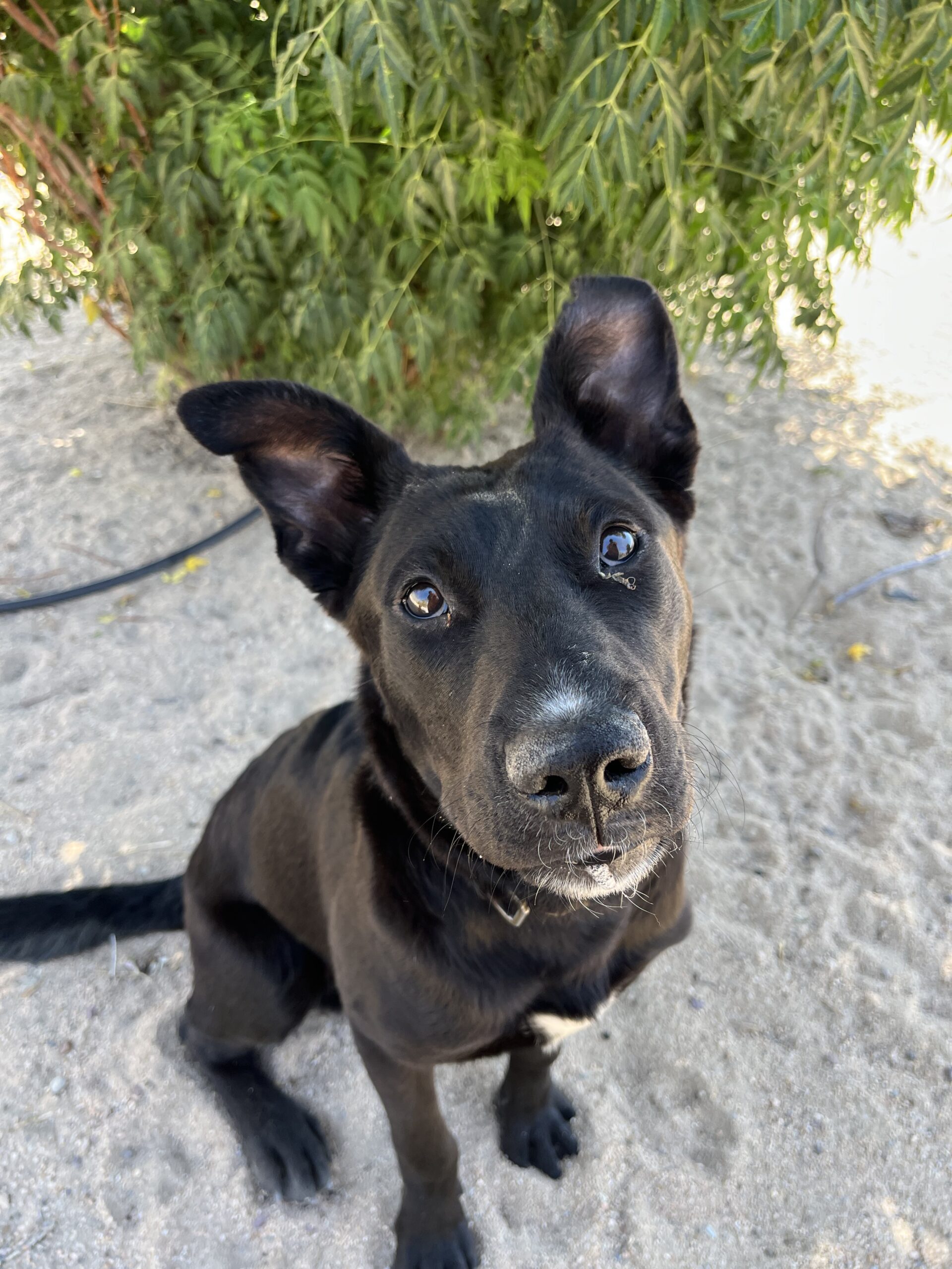 Dog