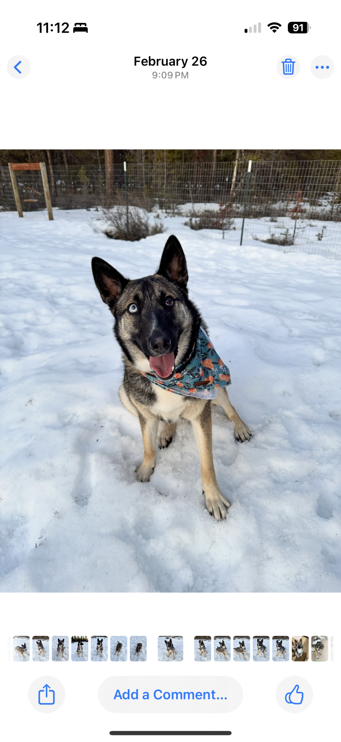 Beautiful Bonnie is looking for her forever home!