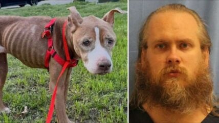 “Rotting on the Porch”: Over 30 Animals Rescued, Public Demands Lifetime Ban & Justice