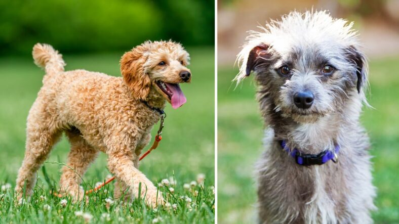 Purebred vs mutt