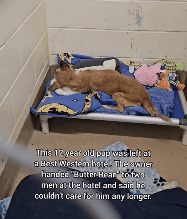 Owner Walks Away from Senior Dog with Cancer—Now He’s Begging for One Last Home