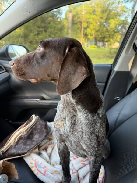 Nya - German Shorthaired Pointer