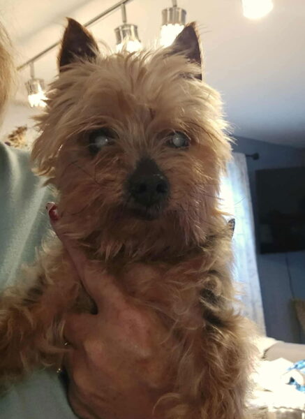 Benny - Yorkshire Terrier Yorkie