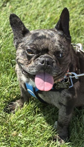 Bentley - French Bulldog