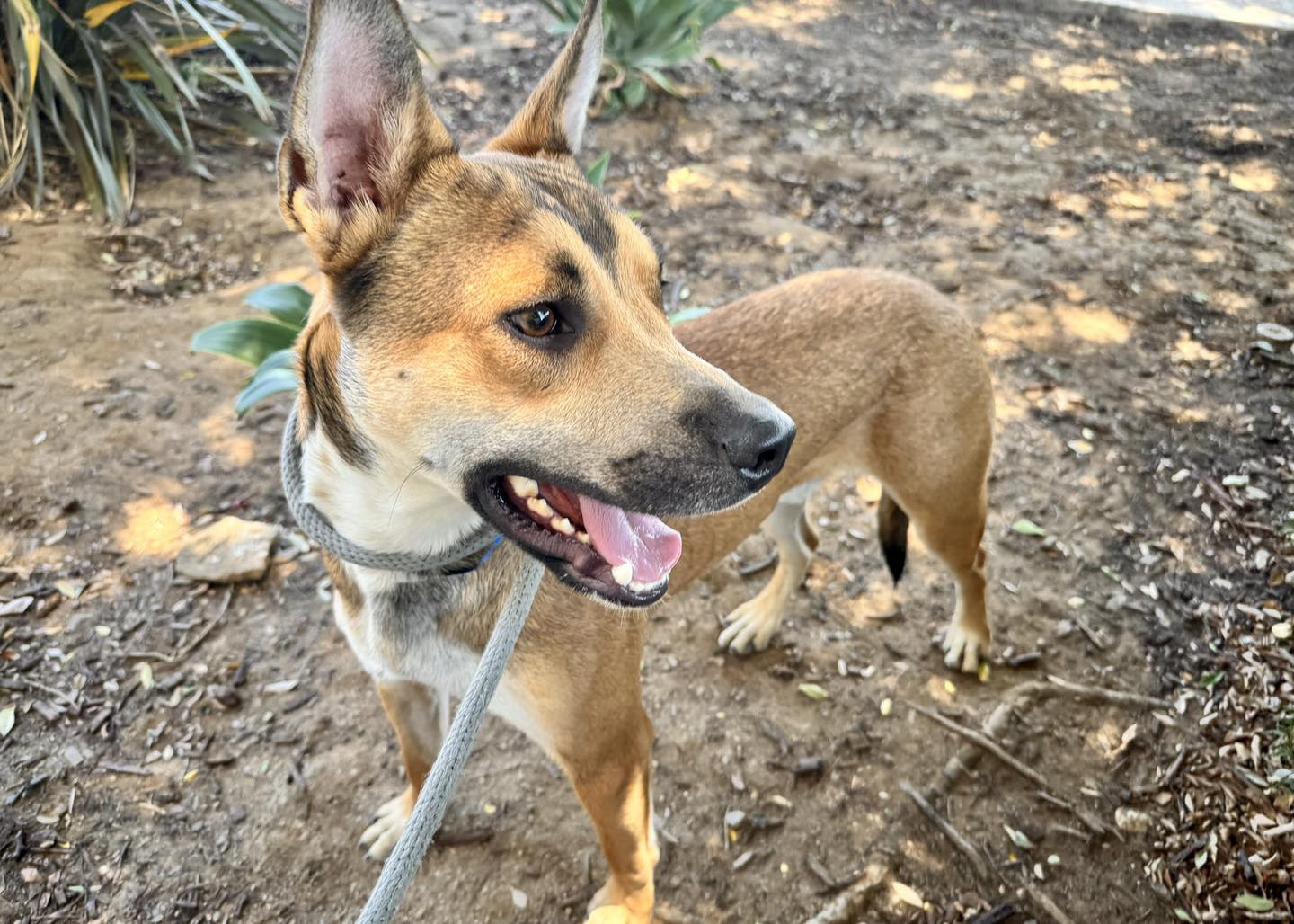 Chico