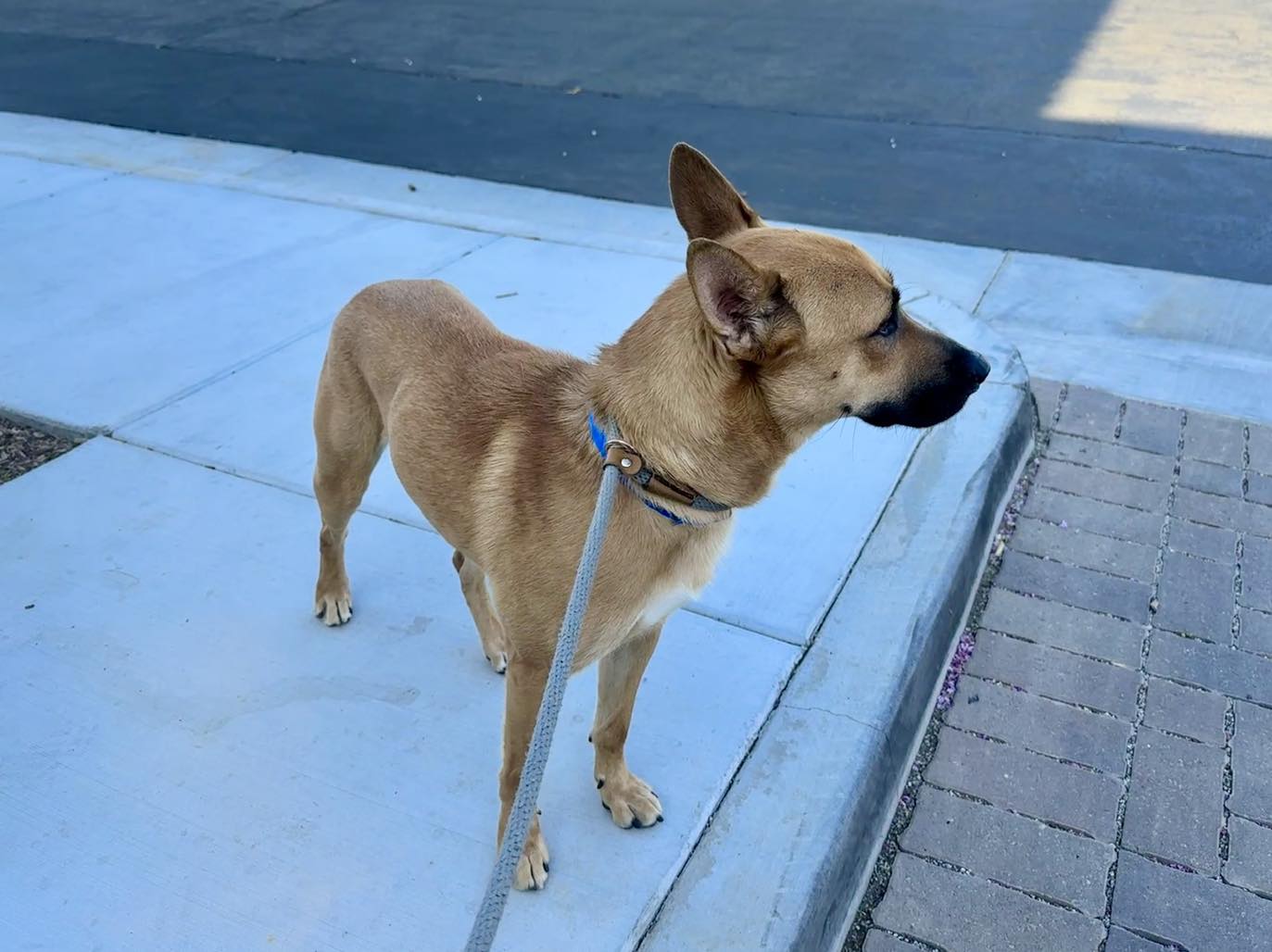 Daxter