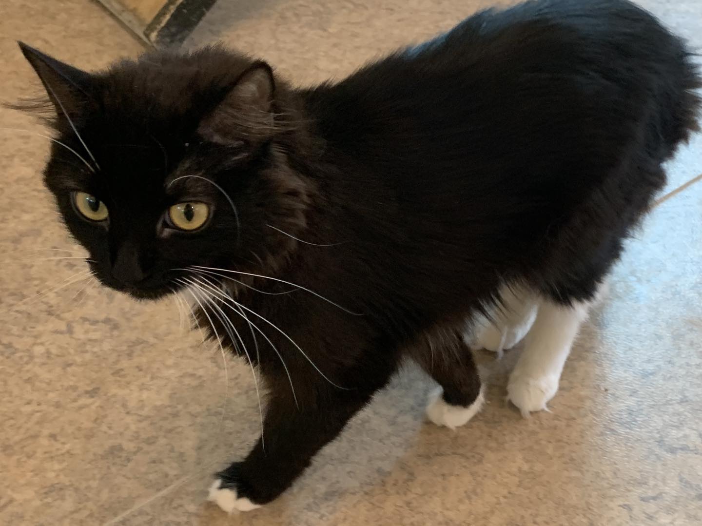 Duchess