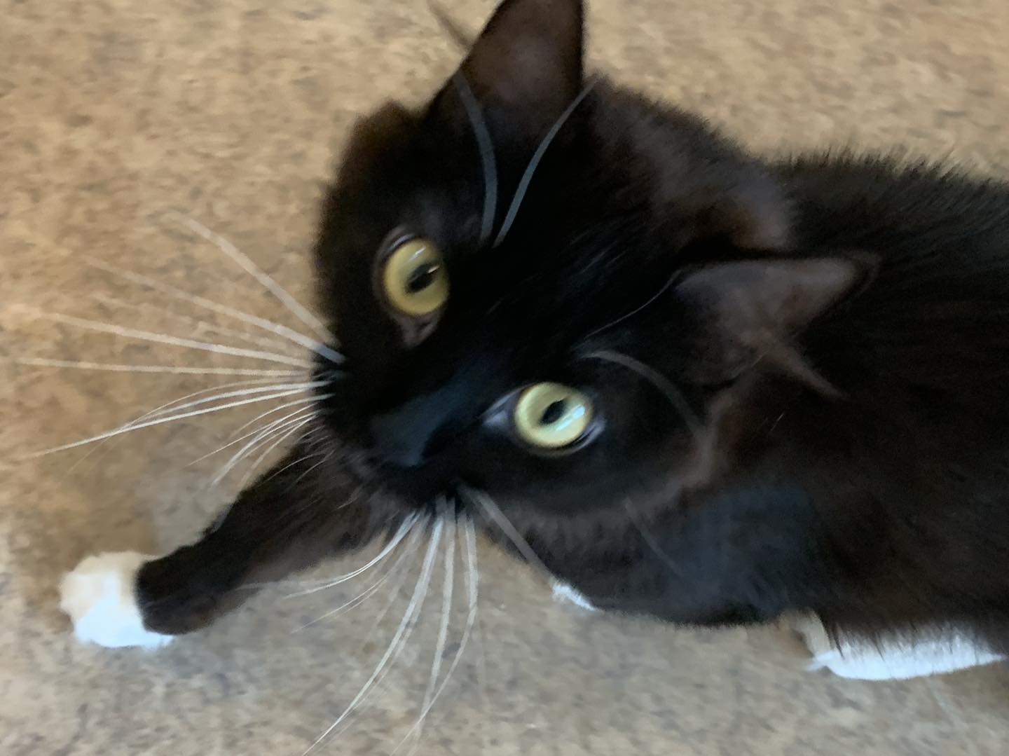 Duchess