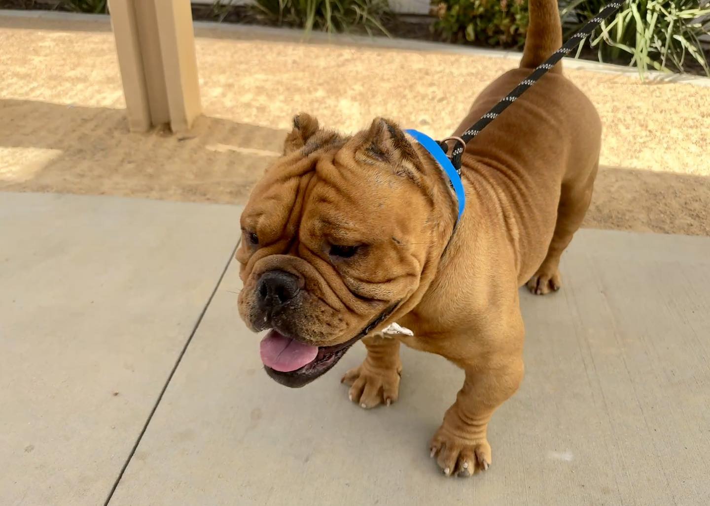 Gunny