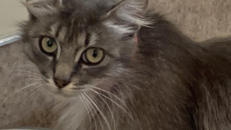 Gwen