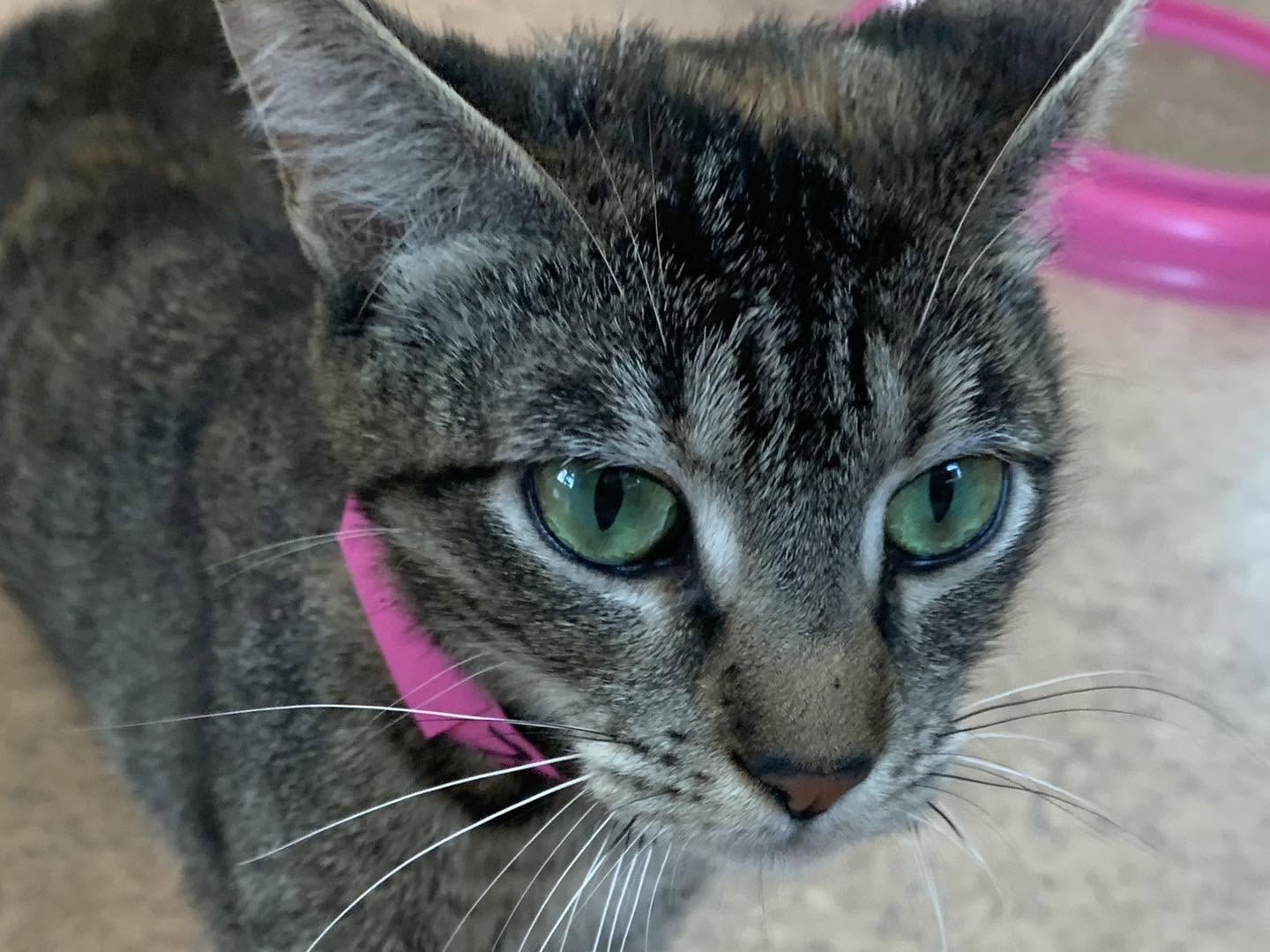 Tala
