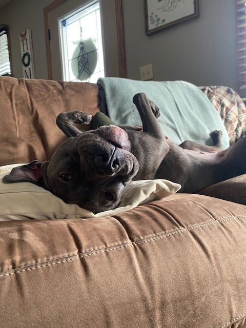 Pyper - Pit Bull Terrier