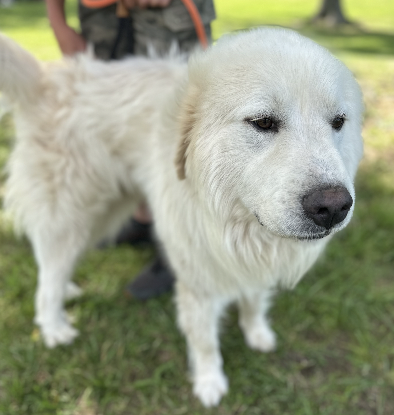 Ramsey - Great Pyrenees