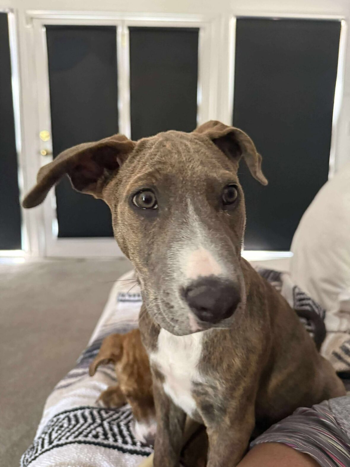 Rose the Pit Bull x German Shepherd Mix—Ready to Bloom in Her Forever ...