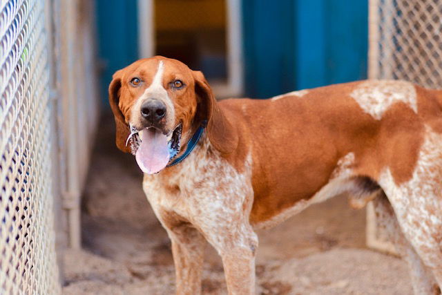 Waylon - Hound