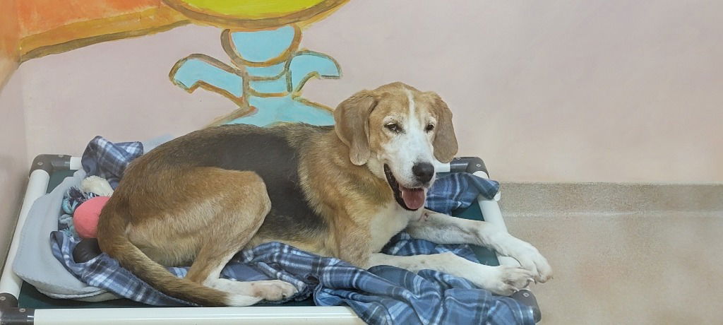 George - Hound