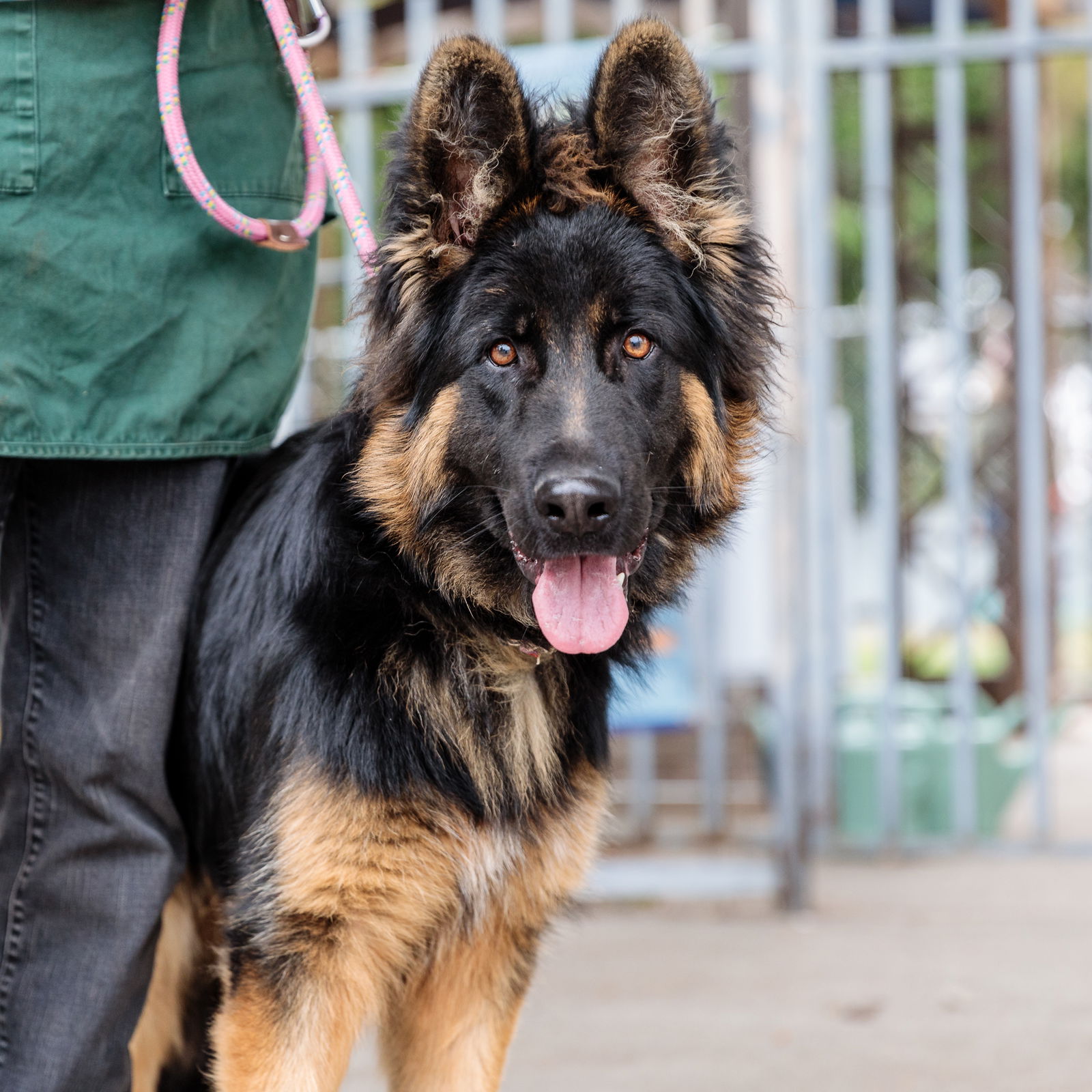 Dandelion - German Shepherd Dog