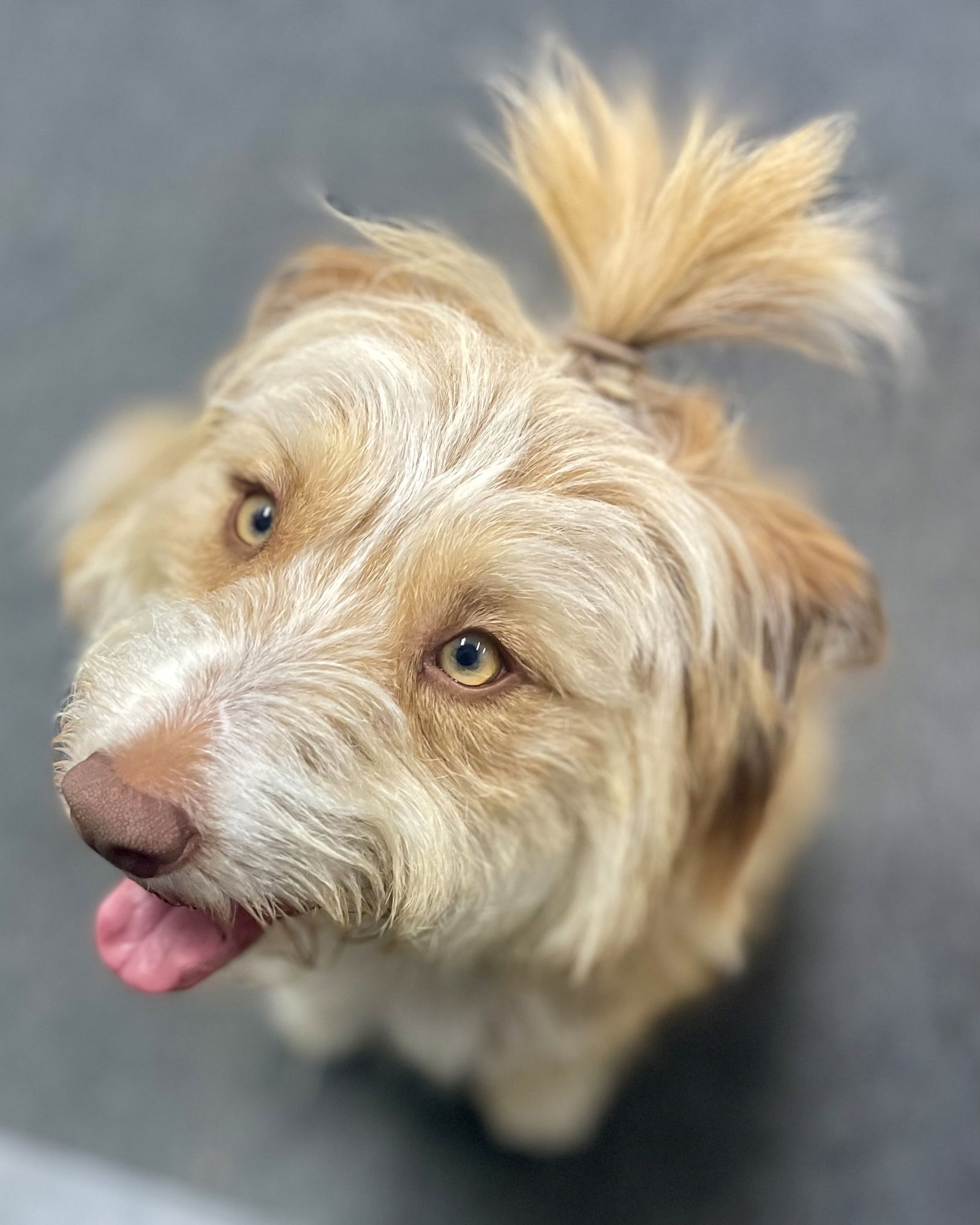 Mitzi - Golden Retriever