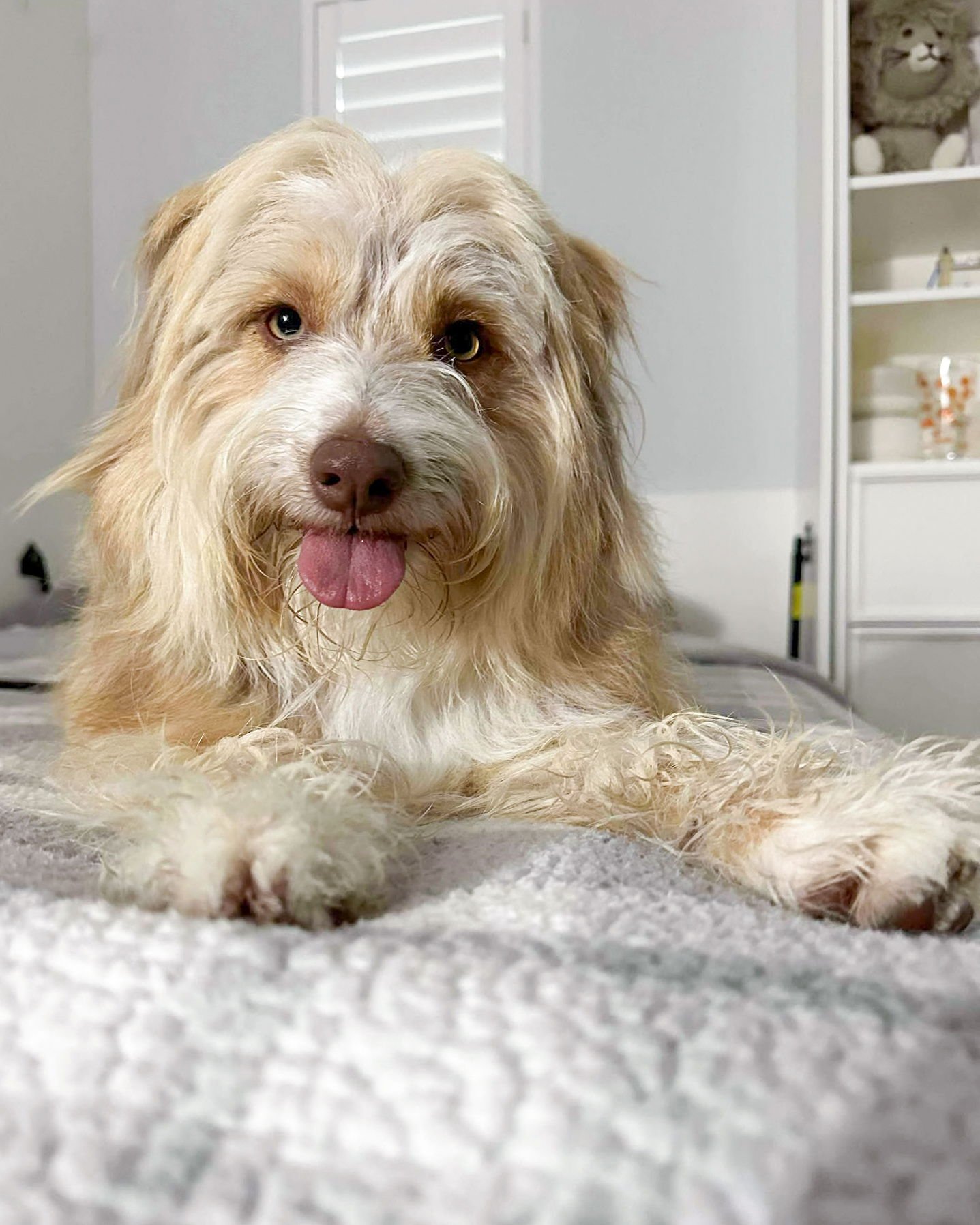 Mitzi - Golden Retriever