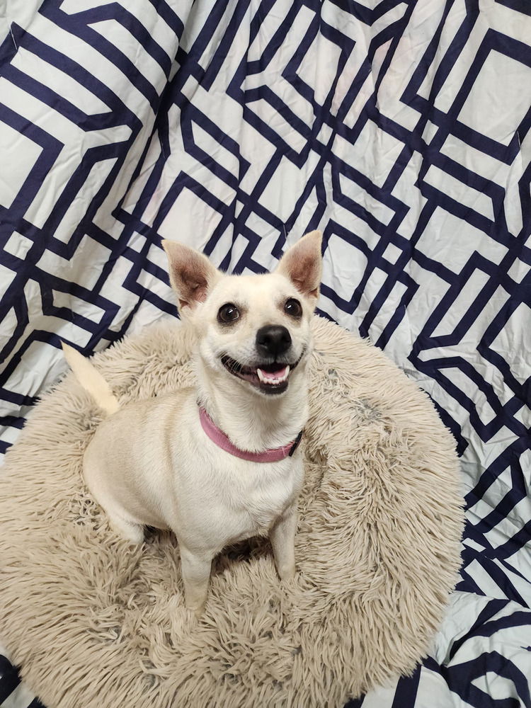 Camilla - Chihuahua