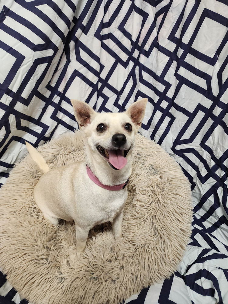 Camilla - Chihuahua