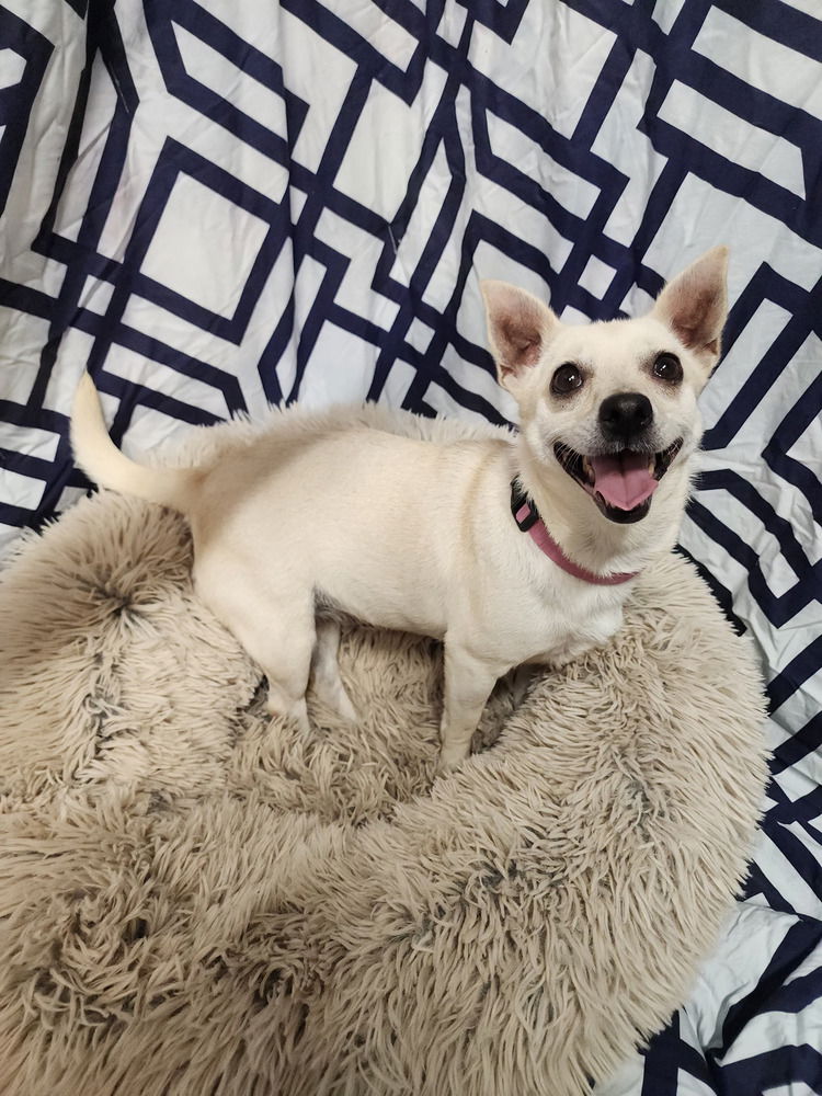 Camilla - Chihuahua