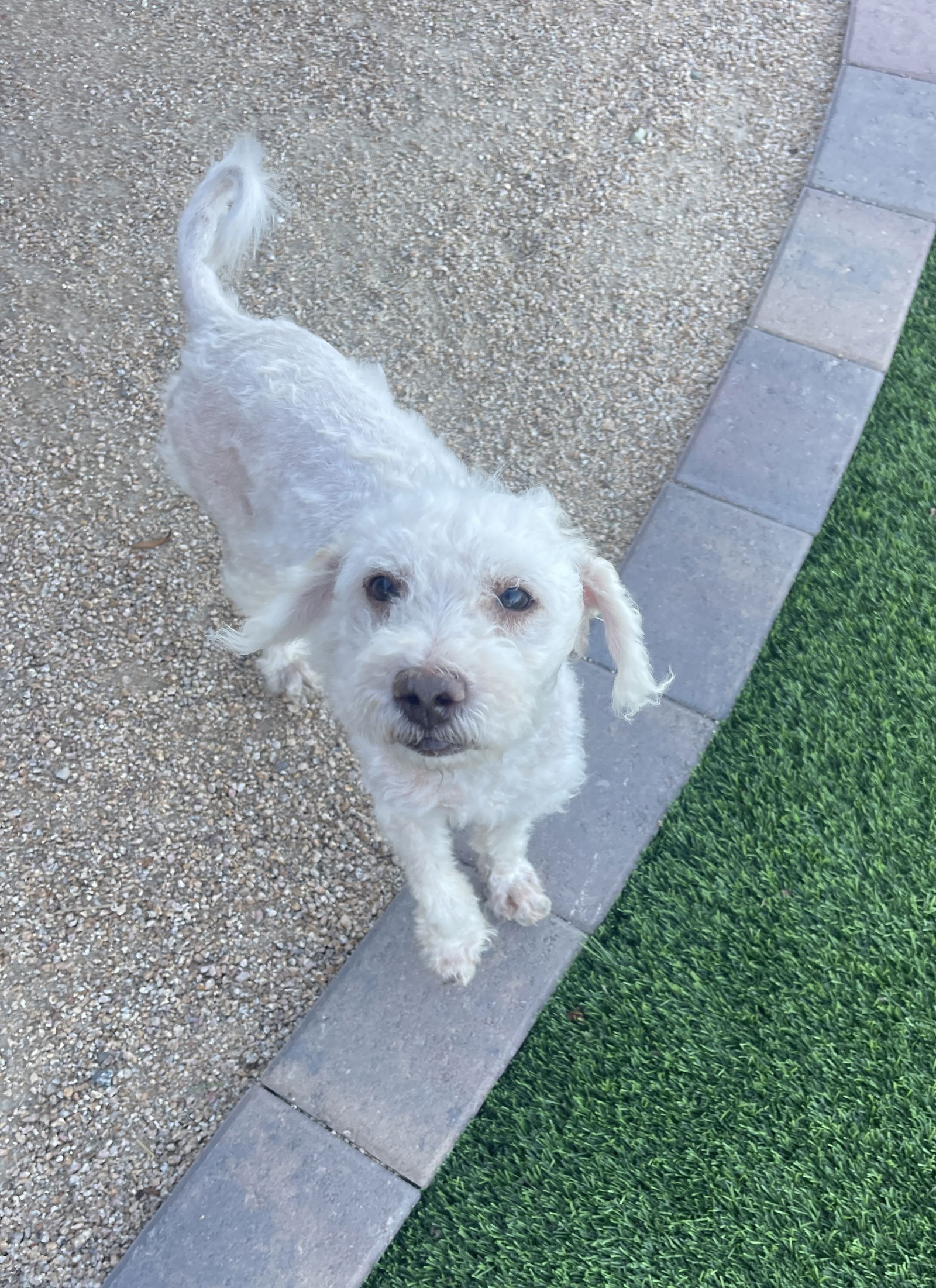 Logan - Poodle (Miniature)