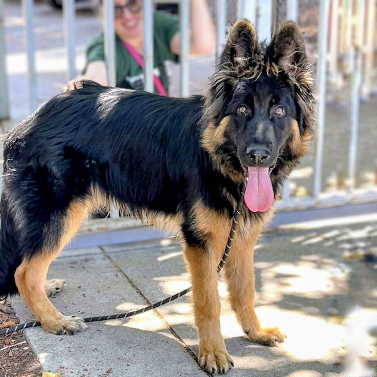 Dandelion - German Shepherd Dog
