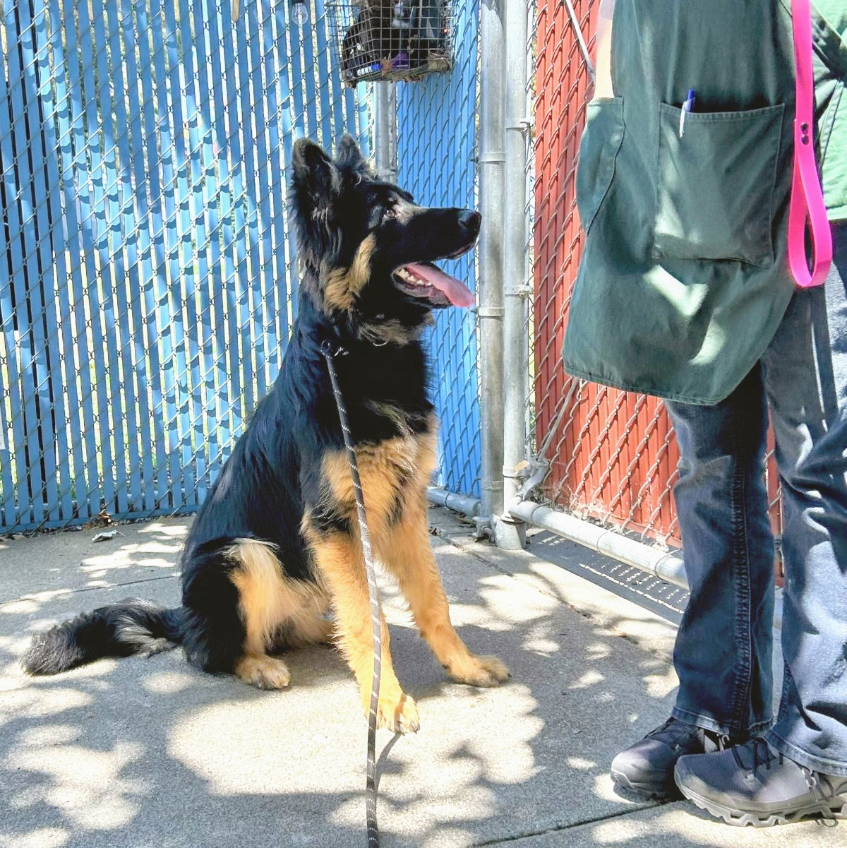 Dandelion - German Shepherd Dog