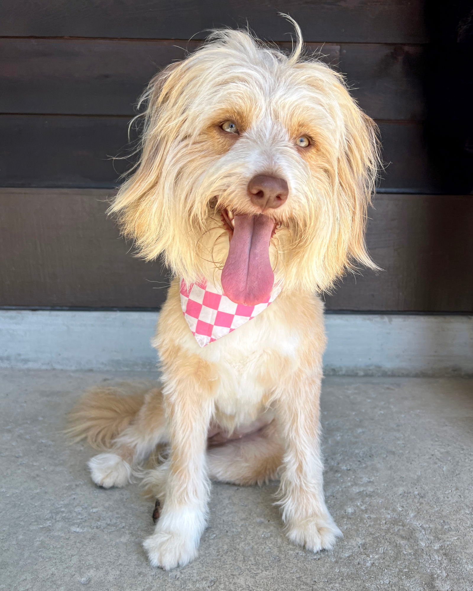 Mitzi - Golden Retriever
