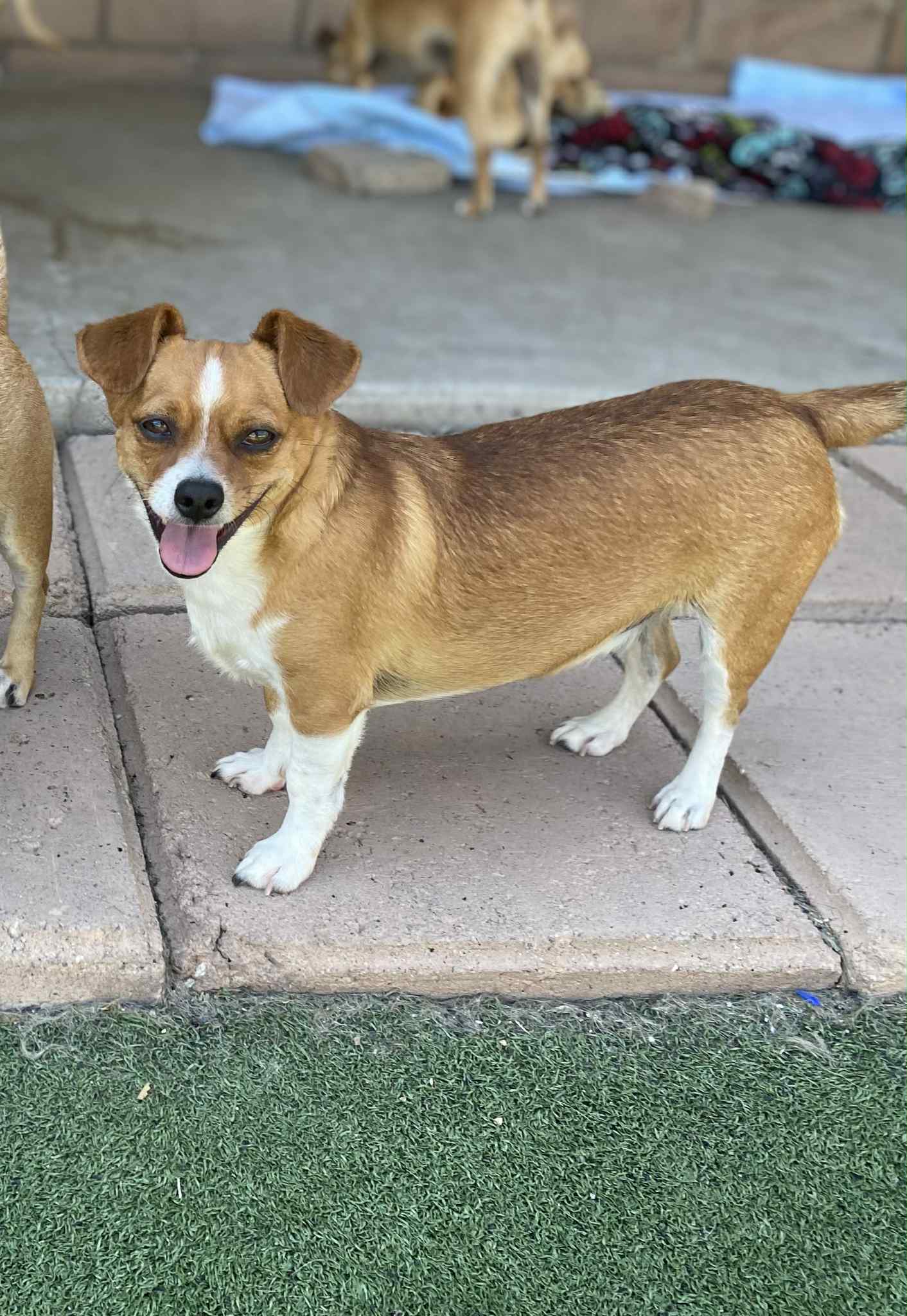 Tito - Chihuahua