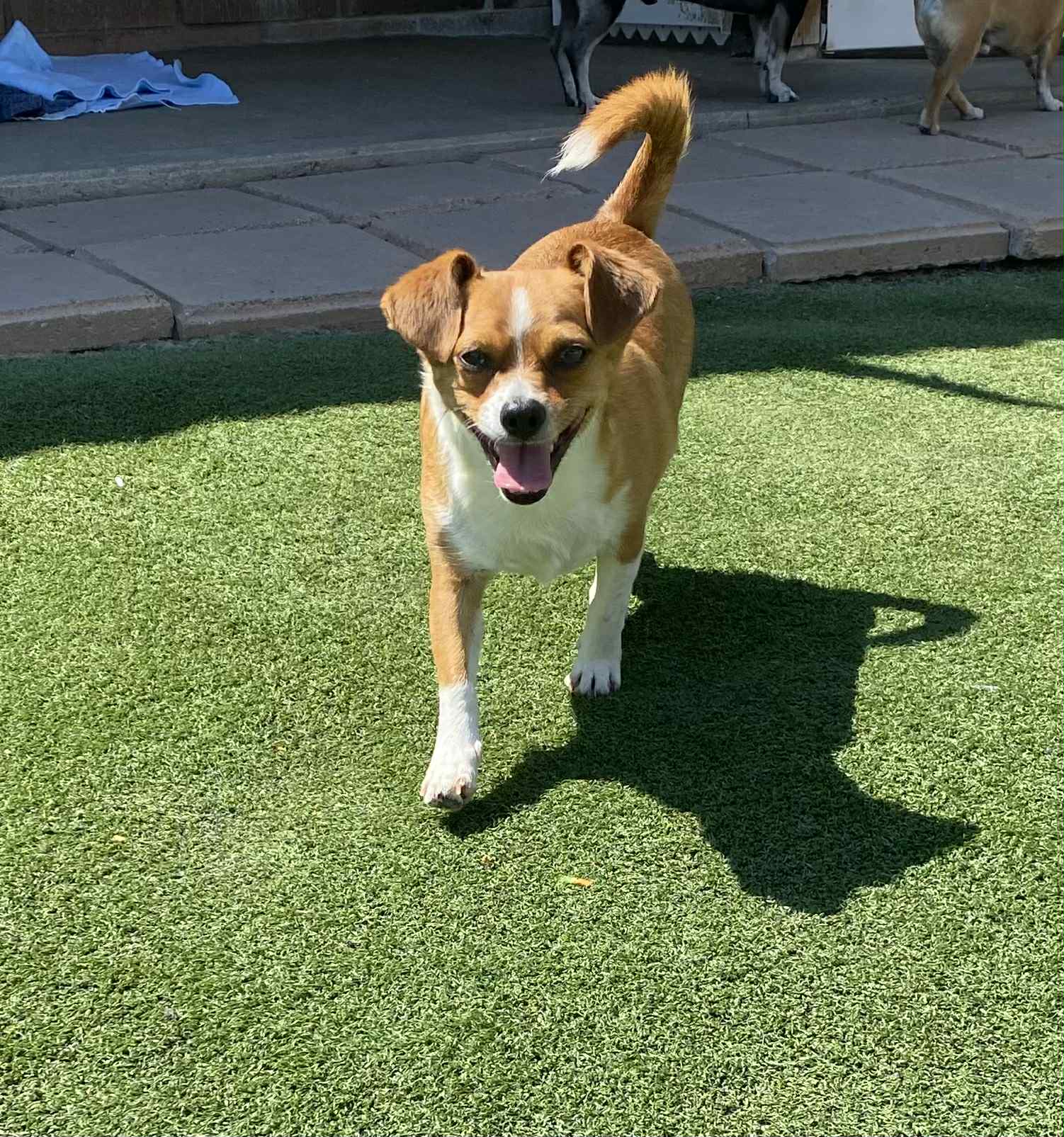 Tito - Chihuahua