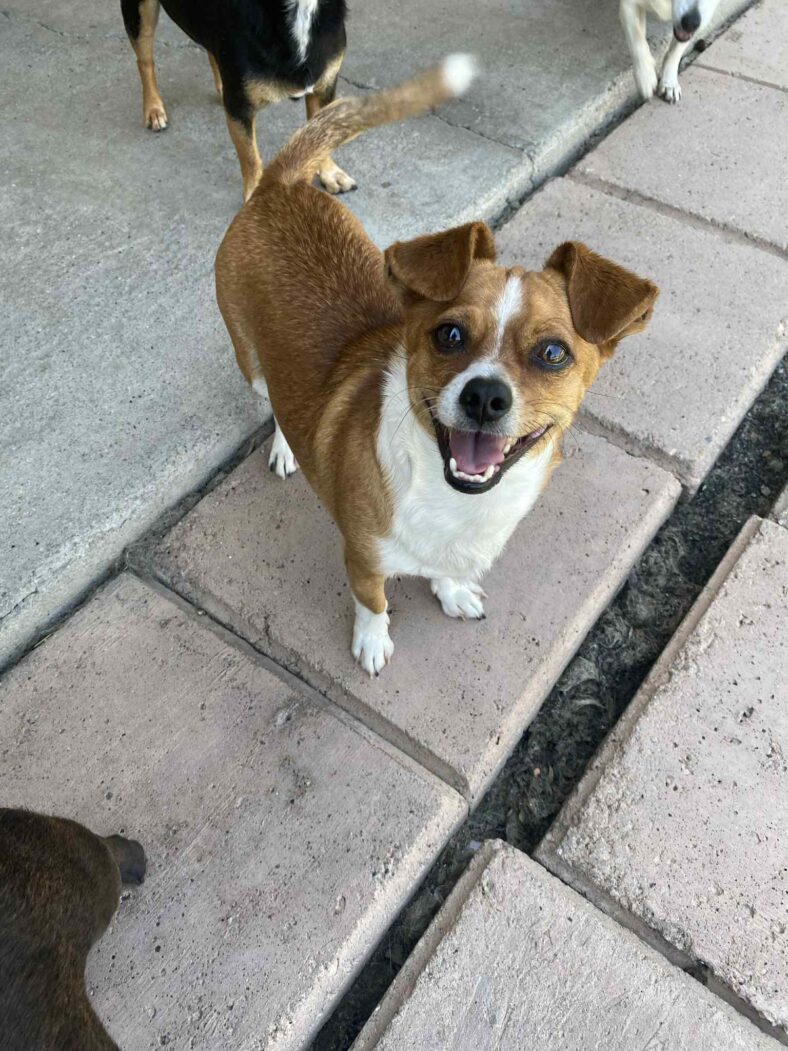 Tito - Chihuahua