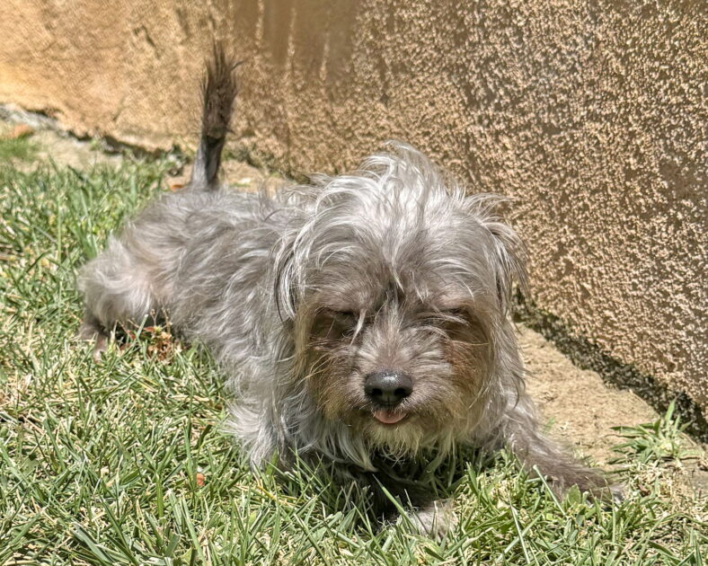 Toto