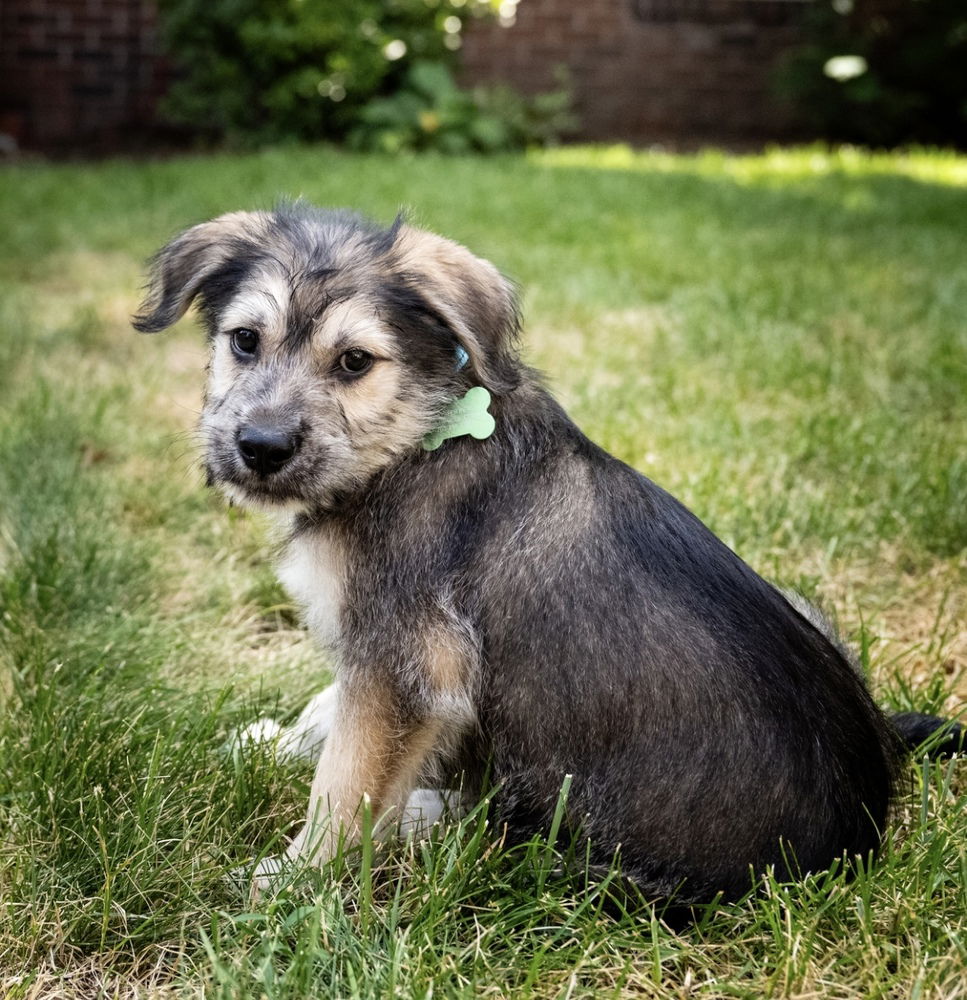 Shawn - Terrier