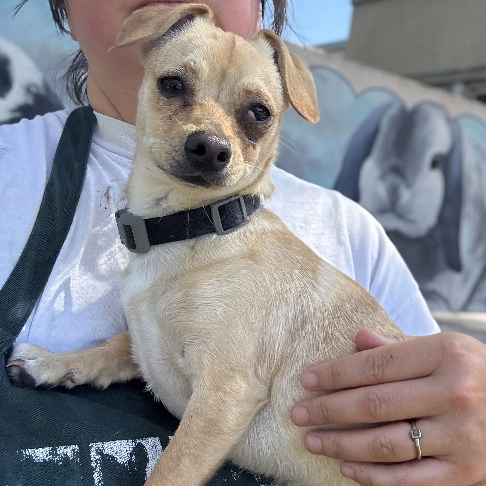 Camelia - Chihuahua