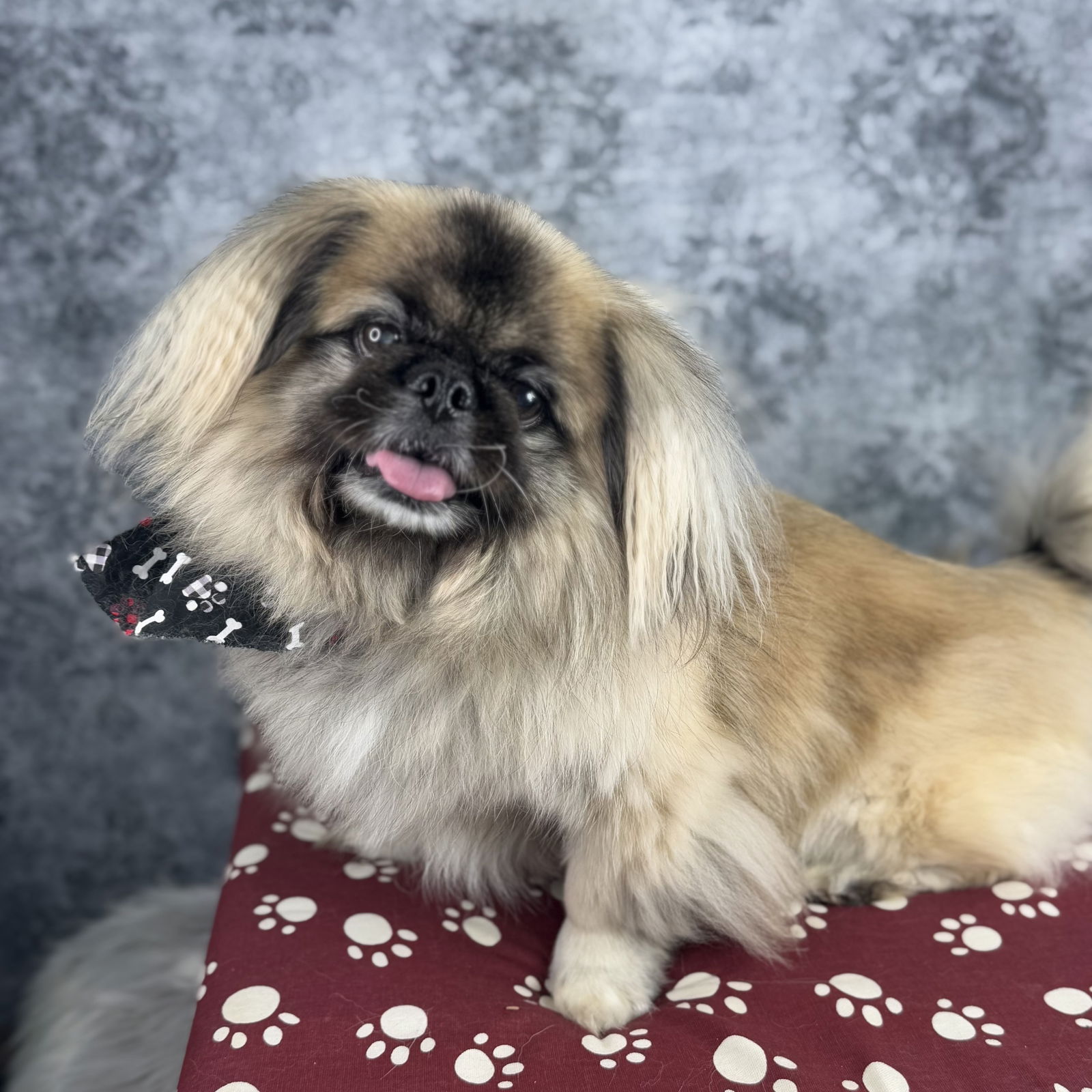 Raymond - Pekingese