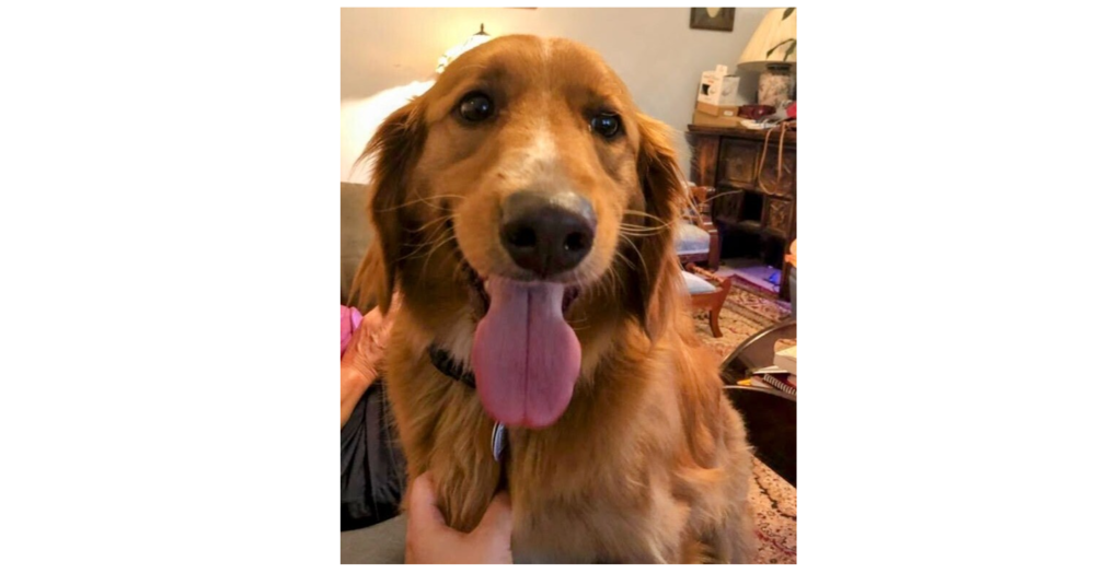 Chase - Golden Retriever