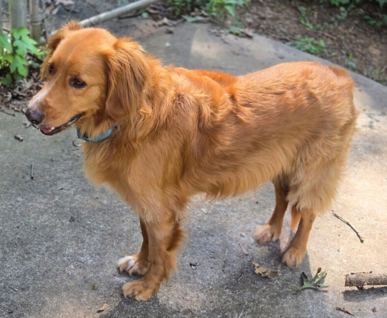 Chase - Golden Retriever