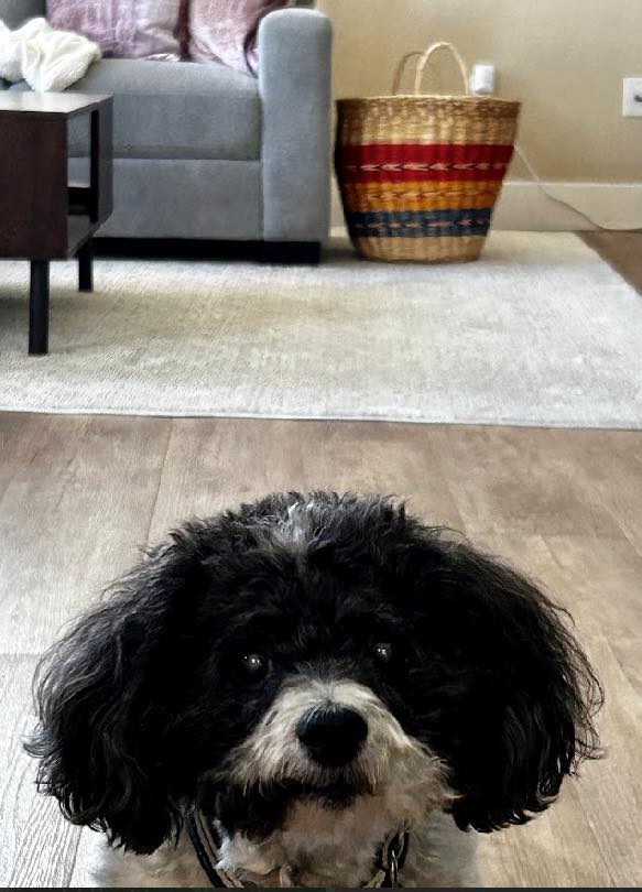 Zorro