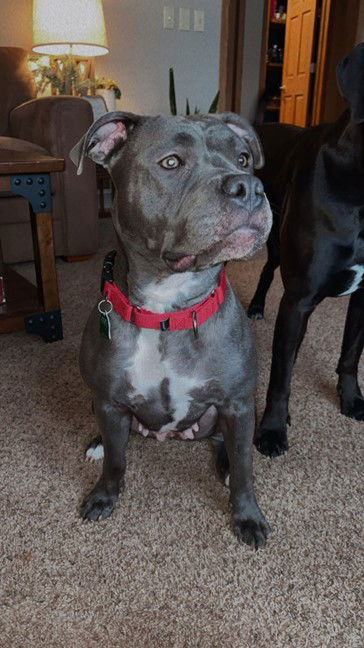 Pyper - Pit Bull Terrier