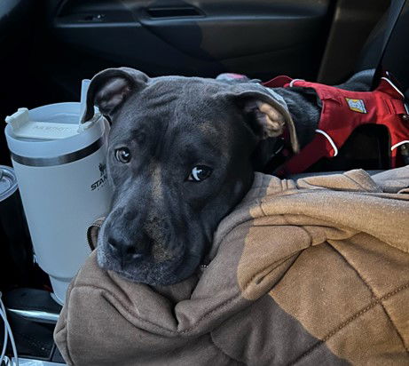 Pyper - Pit Bull Terrier