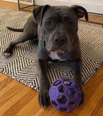 Pyper - Pit Bull Terrier